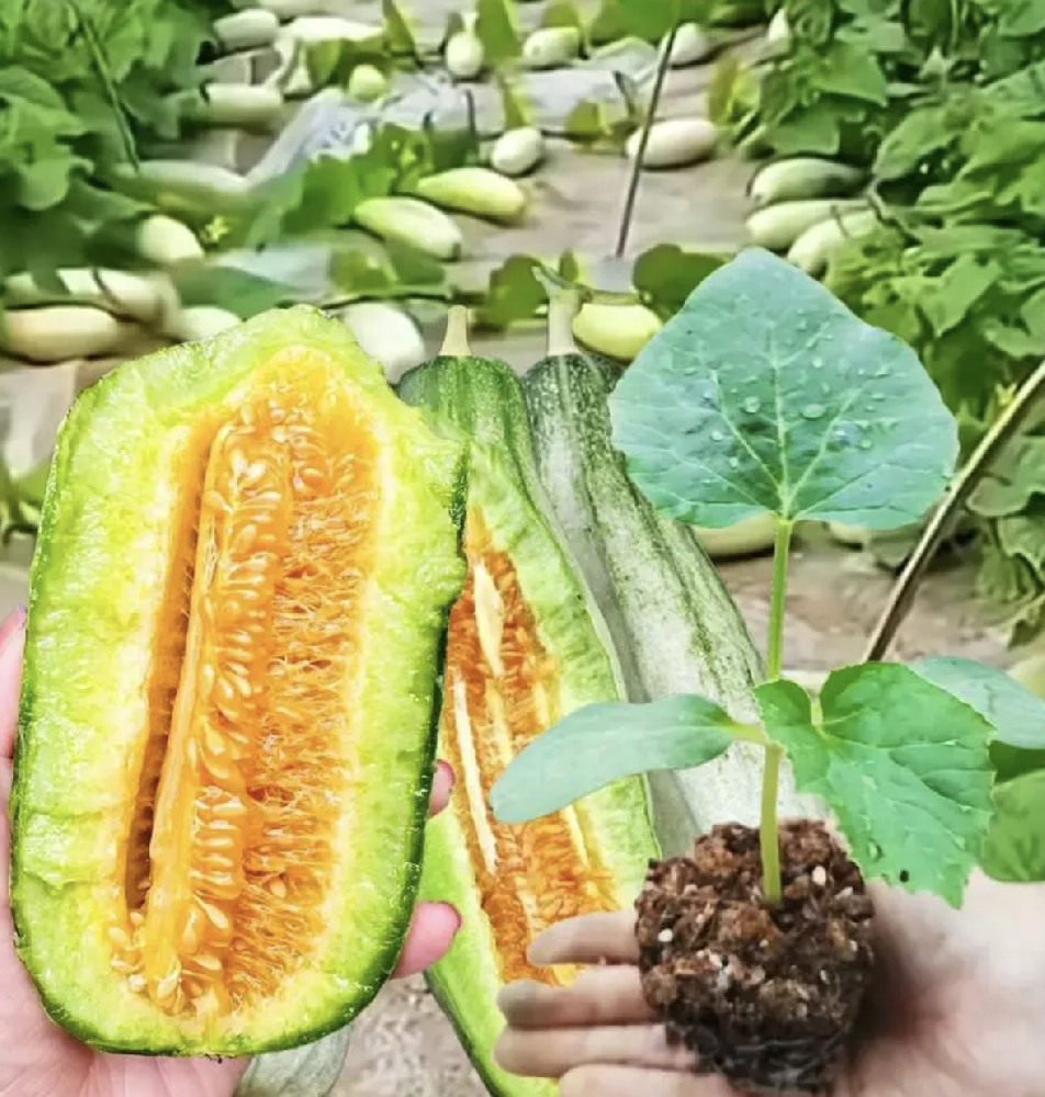 葫蘆科植物遺傳轉(zhuǎn)化