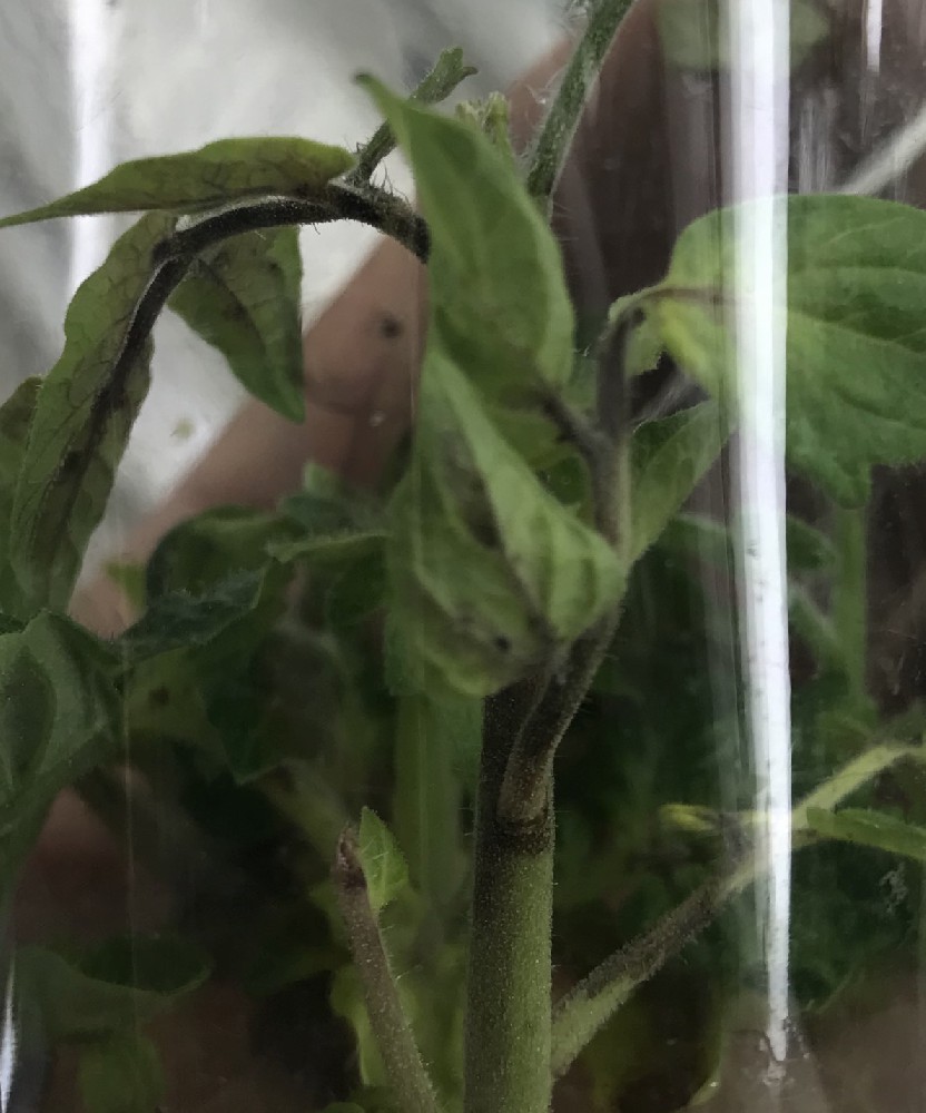 表達花青素番茄