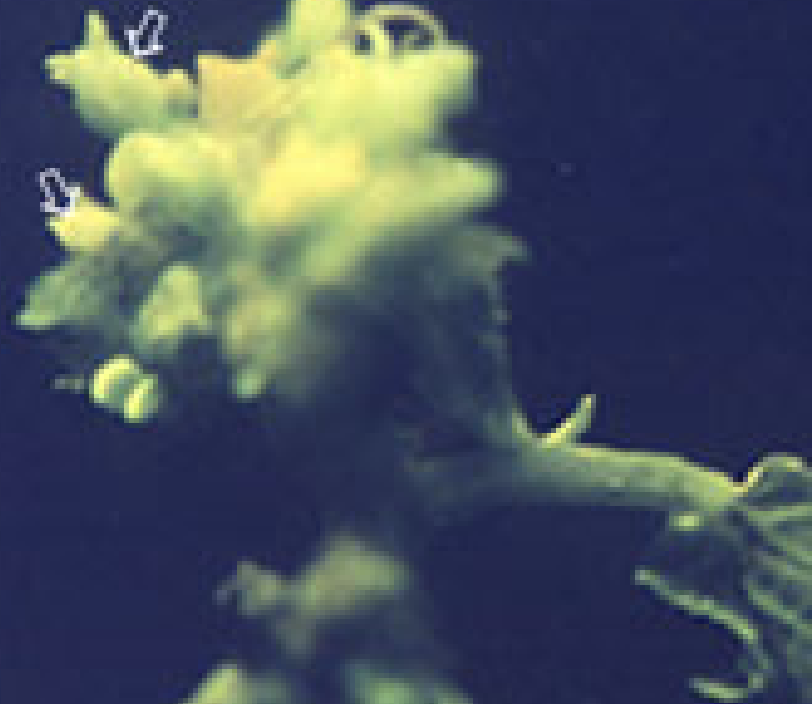 可發(fā)綠色熒光的甜瓜