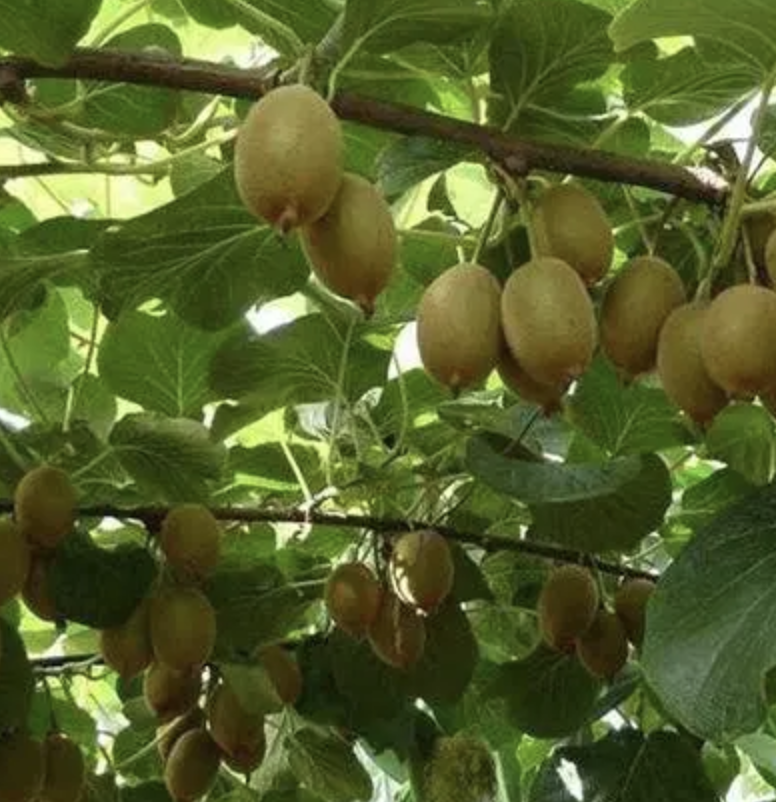 果蔬植物遺傳轉(zhuǎn)化