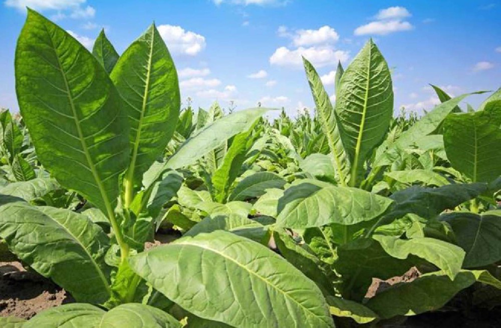 植物底盤(pán)產(chǎn)物