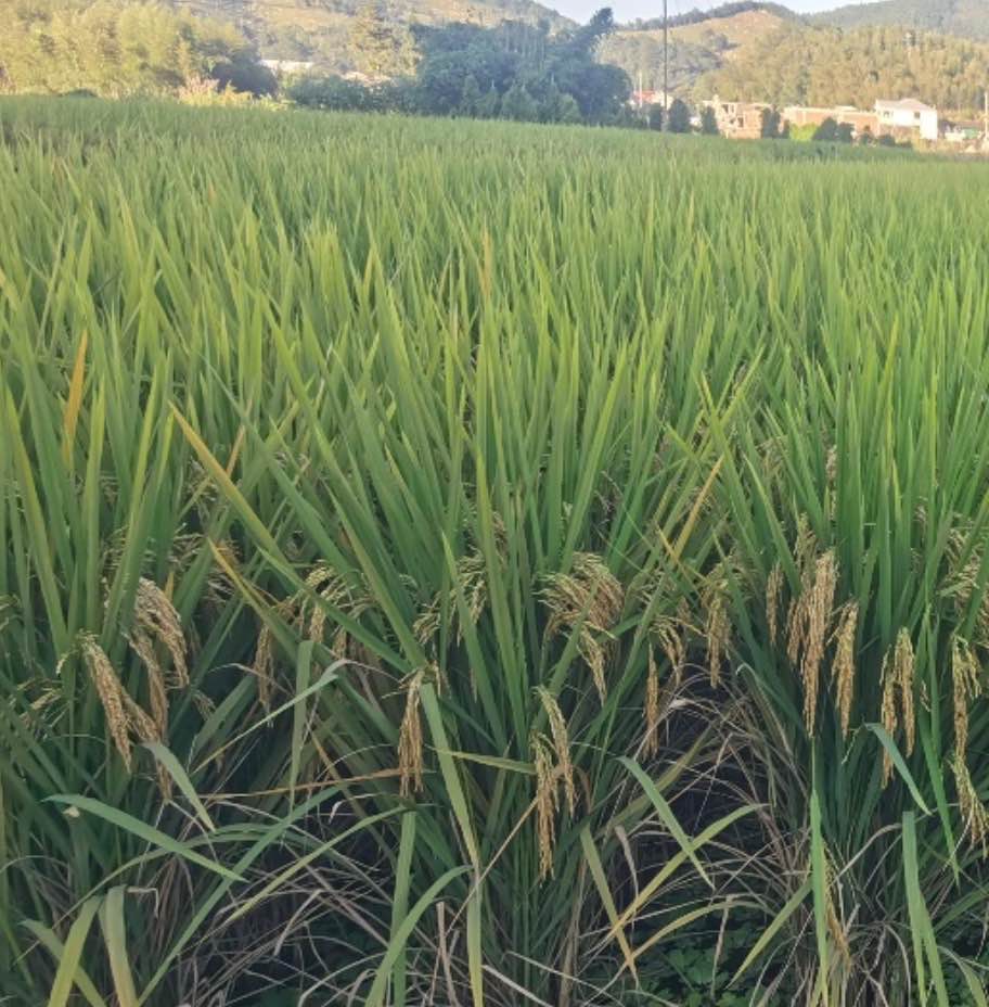 水稻分子育種服務(wù)