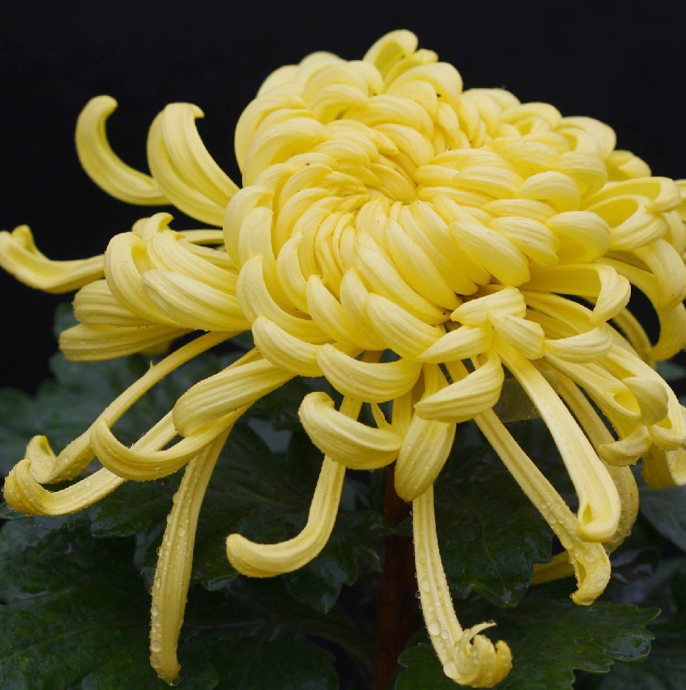 花卉植物遺傳轉(zhuǎn)化