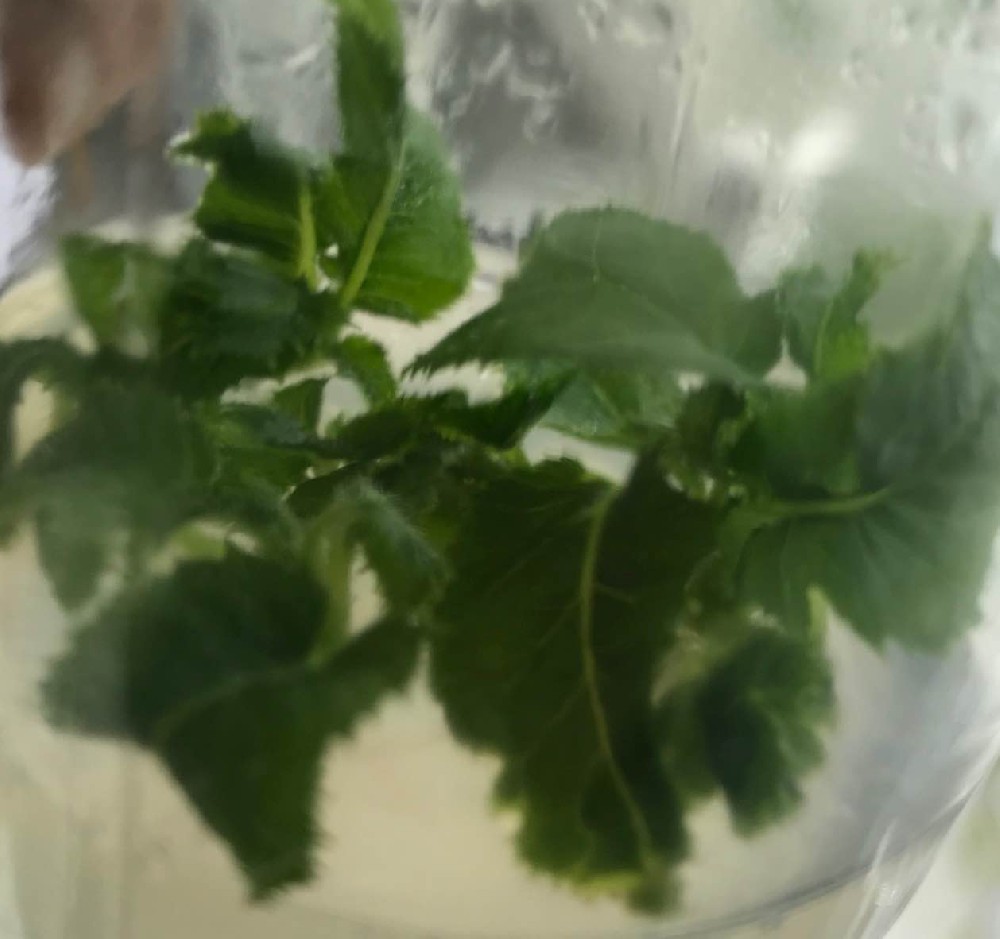 獼猴桃新品種組培苗